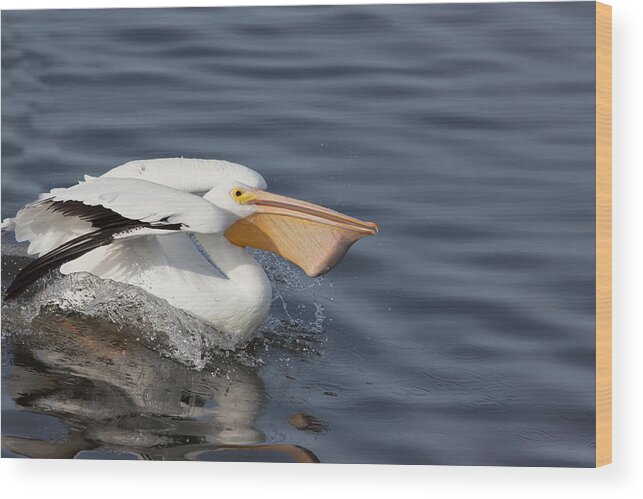 Pelican Wood Print featuring the photograph The Catch by Kim Hojnacki