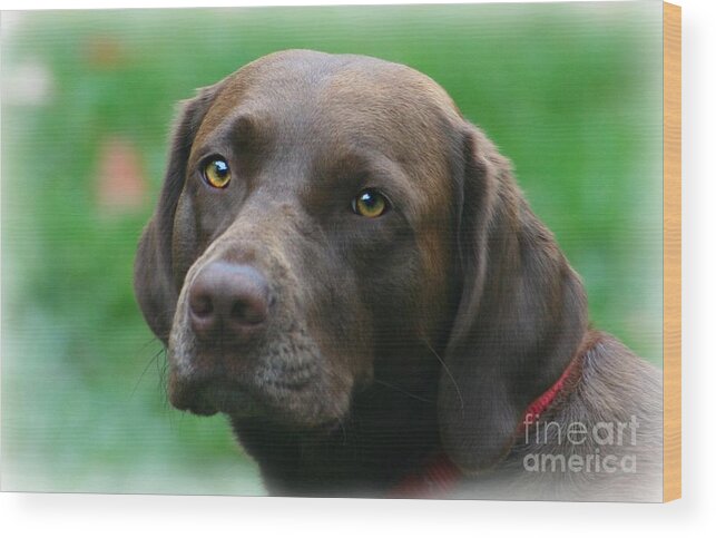 Dog Wood Print featuring the photograph The Chocolate Lab by Barbara S Nickerson