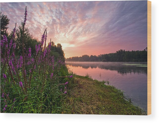 Landscapes Wood Print featuring the photograph The Color Purple by Davorin Mance