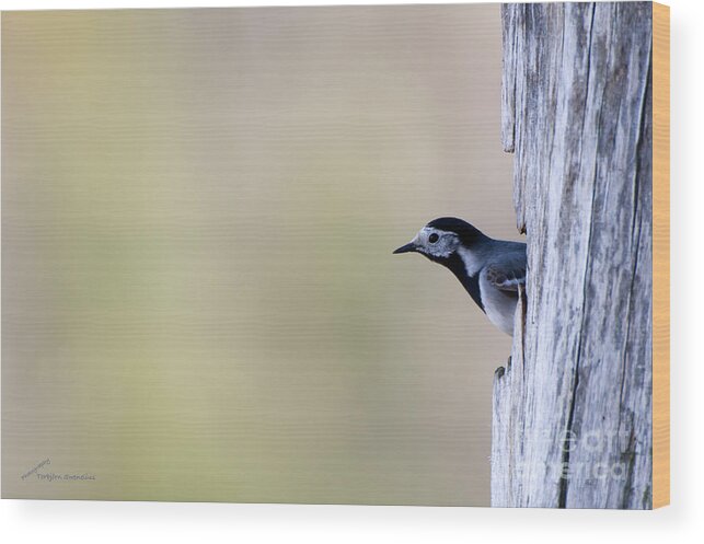 The Curious Wagtail Wood Print featuring the photograph The curious wagtail by Torbjorn Swenelius