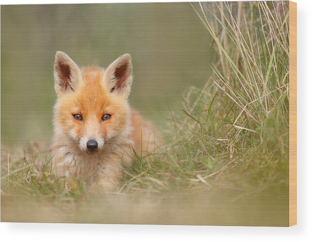 Fox Wood Print featuring the photograph The Cute Kit by Roeselien Raimond