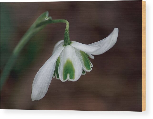 Floral Wood Print featuring the photograph The Dance of the Snowdrop by Shirley Mitchell