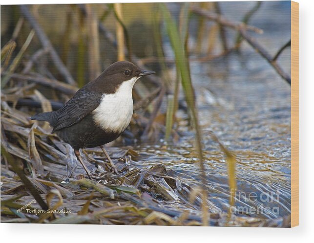 The Dipper Wood Print featuring the photograph The Dipper by Torbjorn Swenelius