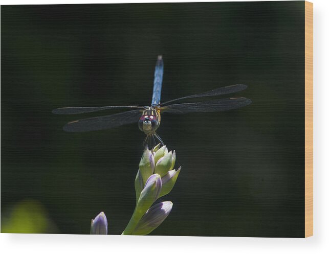 Dragon Flys Wood Print featuring the photograph The Dragon lady by Terry Cosgrave
