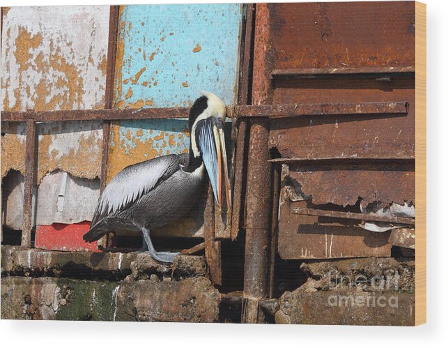 Pelicans Wood Print featuring the photograph The Eavesdropper by James Brunker