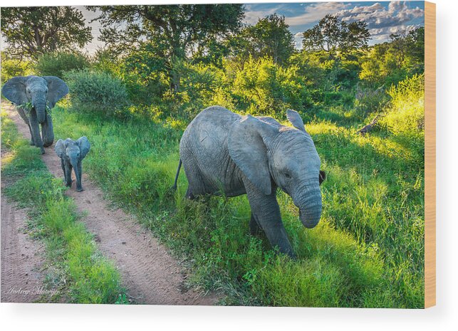 Elephant Wood Print featuring the photograph The Elephant Family by Andrew Matwijec