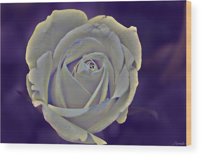  Rose Wood Print featuring the photograph The Ethereal Rose by Renee Anderson
