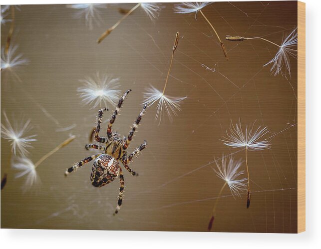 Spider Wood Print featuring the photograph The Flies Are Finished. Only Dandelions Salad Left. by Dmitry Skvortsov