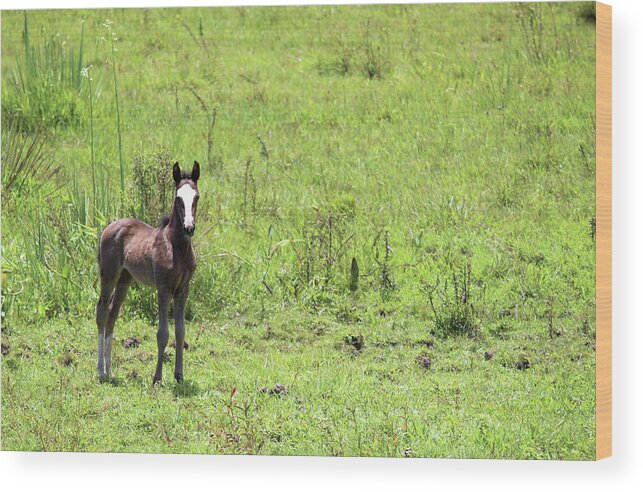 Horse Wood Print featuring the photograph The Foal Was Born This Spring by Lelia Valduga