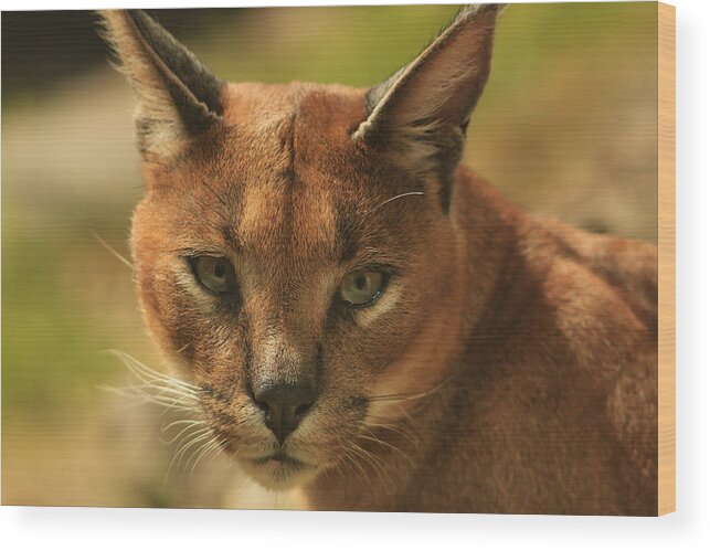 Caracal Wood Print featuring the photograph The Focus of a Caracal by Laddie Halupa
