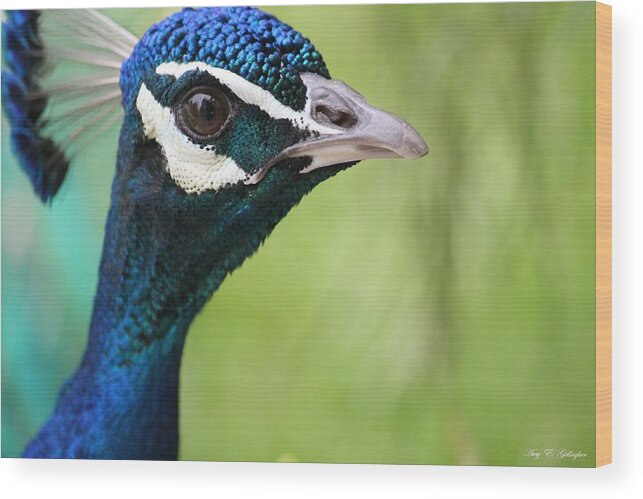 Peacock Wood Print featuring the photograph The Glamour Shot by Amy Gallagher