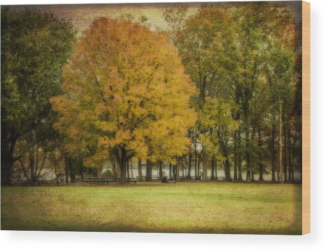 Trees Wood Print featuring the photograph The Golden One by Cathy Kovarik