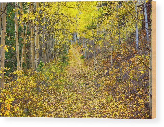 Landscape Wood Print featuring the photograph The Golden Path by Steve Luther