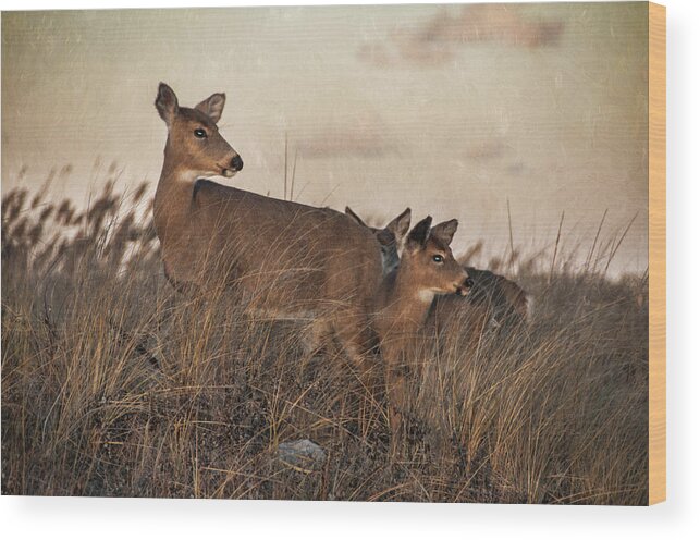 Deer Wood Print featuring the photograph The Guardian by Cathy Kovarik