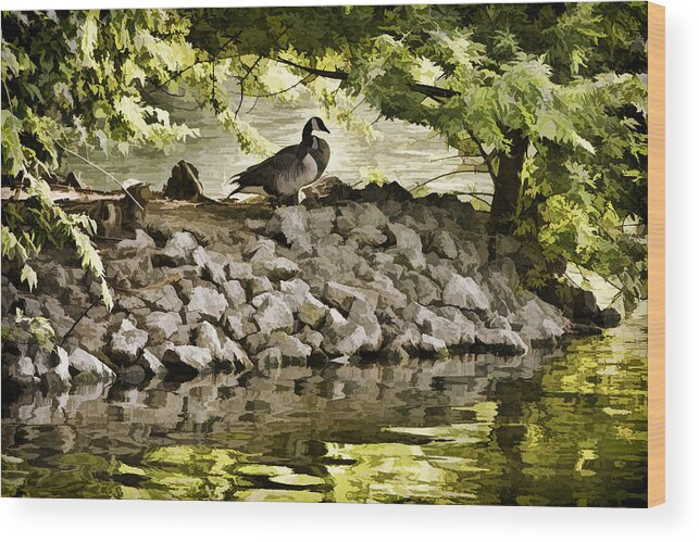 Canada Goose Wood Print featuring the photograph The Hideaway by Diana Powell