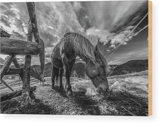 Horse Wood Print featuring the photograph The Horse by Faris