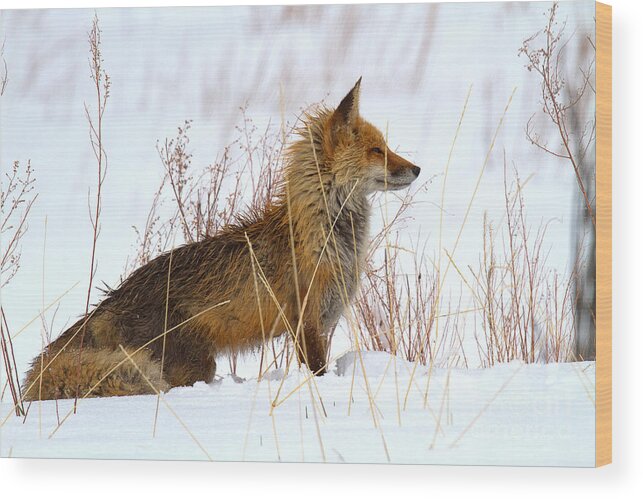 Fox Wood Print featuring the photograph The Huntress by Jim Garrison