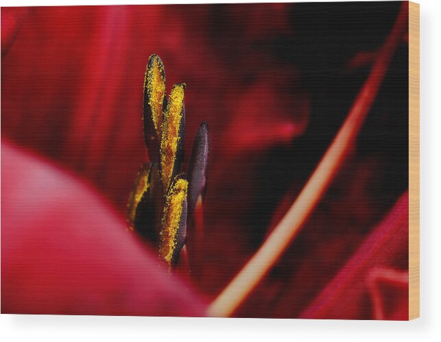 Scarlet Colored Lily Wood Print featuring the photograph The Insiders by Michael Eingle