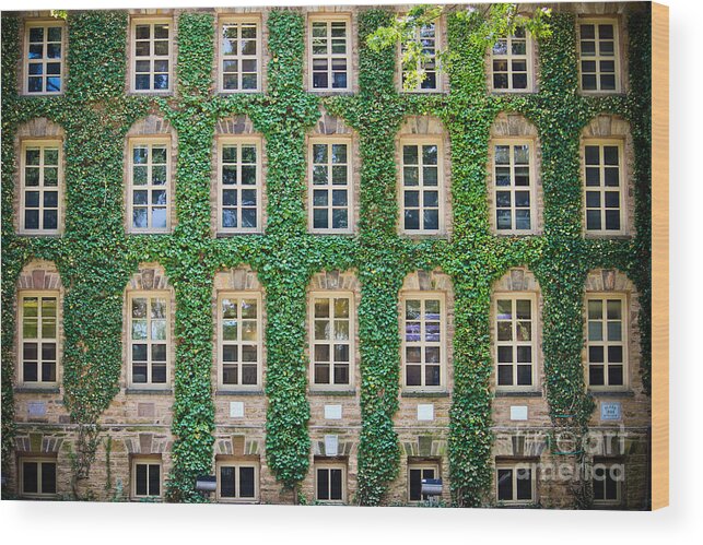 Princeton University Wood Print featuring the photograph The Ivy Walls by Colleen Kammerer