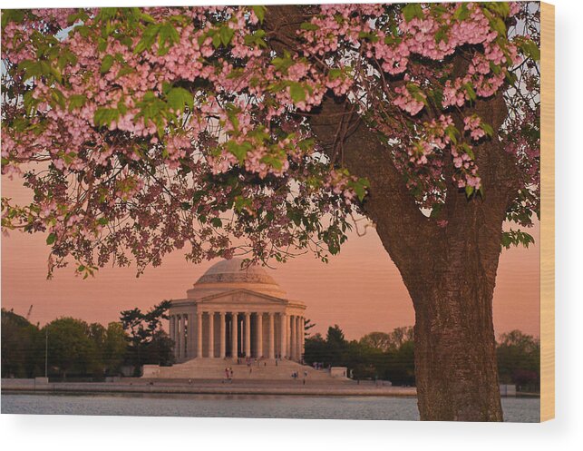 America Wood Print featuring the photograph The Jefferson Memorial Framed by a Cherry Tree by Mitchell R Grosky