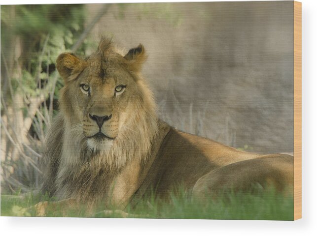 African Lion Wood Print featuring the photograph The King of the Jungle by Saija Lehtonen