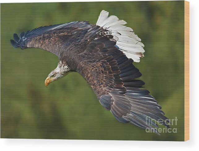 Nina Stavlund Wood Print featuring the photograph The King of the Skies... by Nina Stavlund