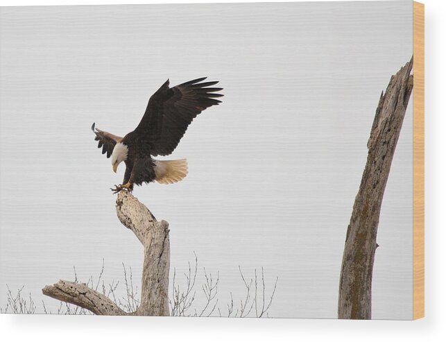 Eagle Wood Print featuring the photograph The Landing by Bonfire Photography