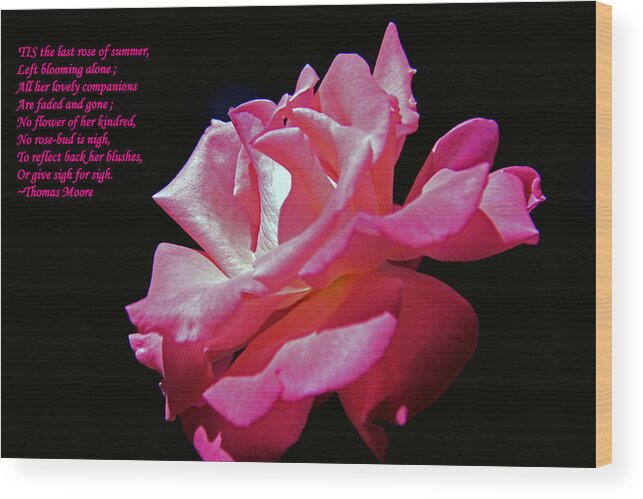 Rose Wood Print featuring the photograph The last rose of summer by Andy Lawless