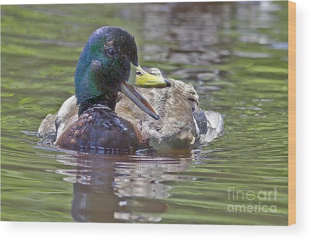 Mallard Wood Print featuring the photograph The Laughing Duck by Sharon Talson