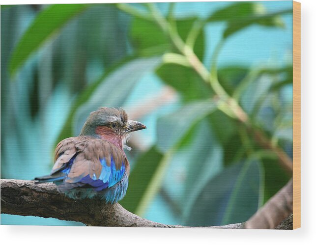 Lilac Breased Roller Wood Print featuring the photograph The Lilac Breasted Roller by Karol Livote