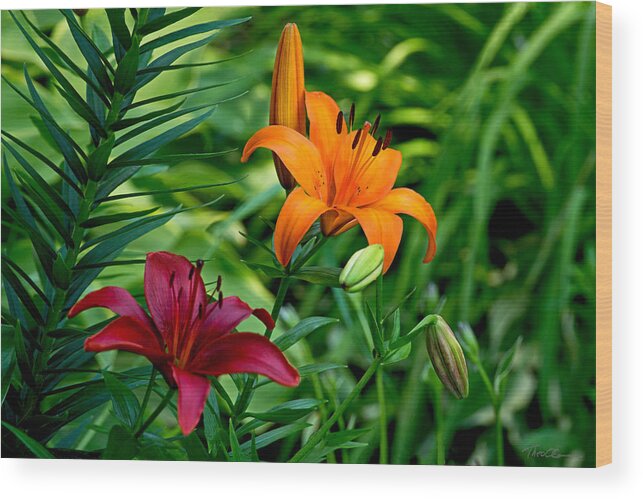 Lilies Wood Print featuring the photograph The Lilies of Summer by Theo OConnor