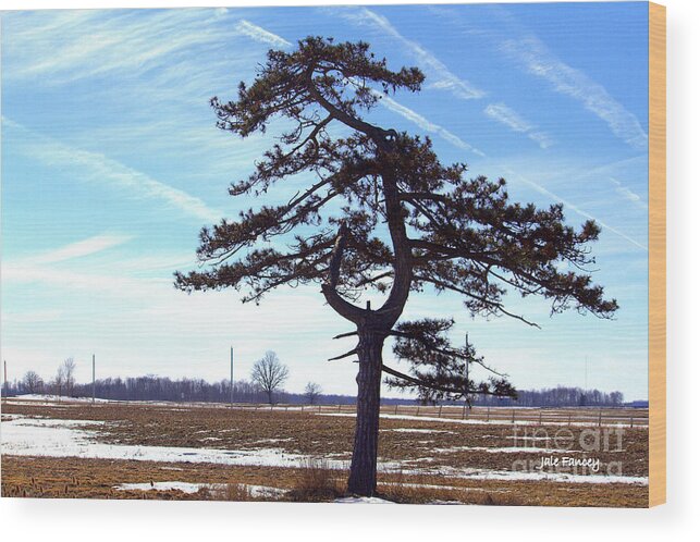 Photography Wood Print featuring the photograph The Lonely Tree by Jale Fancey