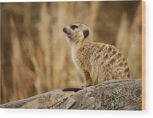 Meerkat Wood Print featuring the photograph The Lookout by Kristia Adams