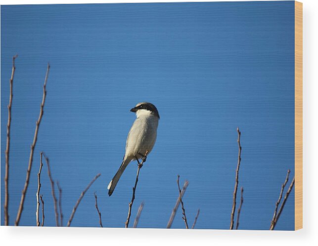 Reid Callaway Shrike Bird Images Wood Print featuring the photograph The Predator Lookout Shrike Bird Art by Reid Callaway
