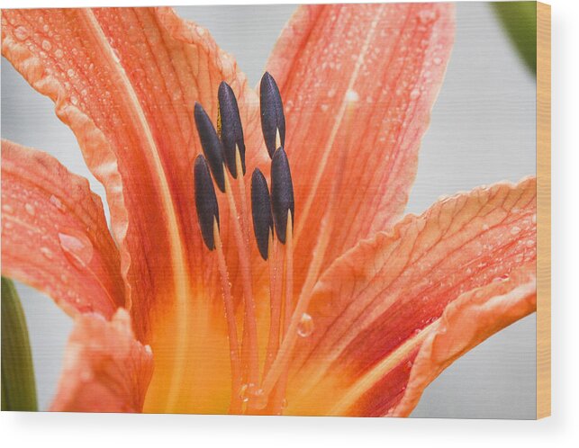 Bloom Wood Print featuring the photograph The Magic Of Flowers by Nick Mares