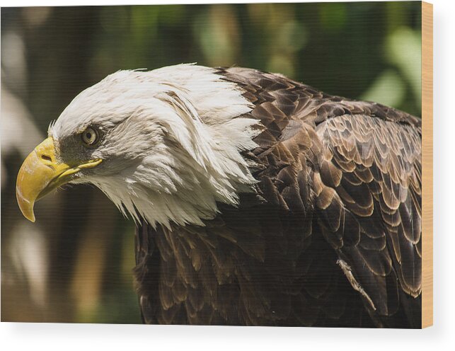 Bald Eagle Wood Print featuring the photograph The Majestic American Bald Eagle by Yeates Photography