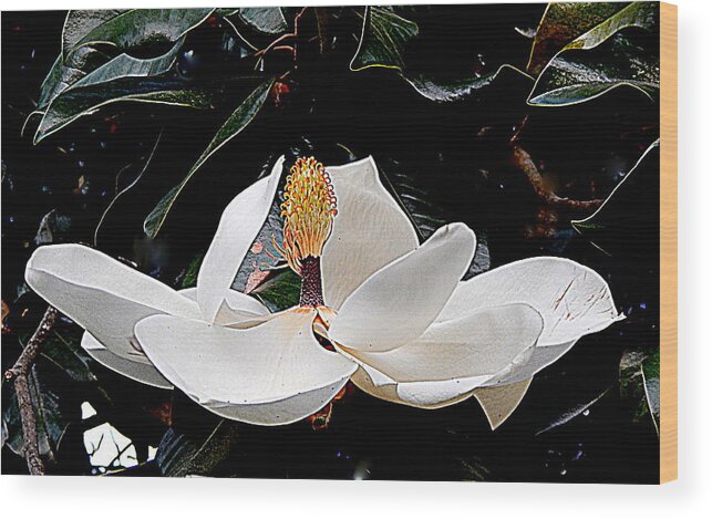 Nola Wood Print featuring the photograph New Orleans Metamorphous Of The Southern Magnolia Spring Equinox In Louisiana by Michael Hoard