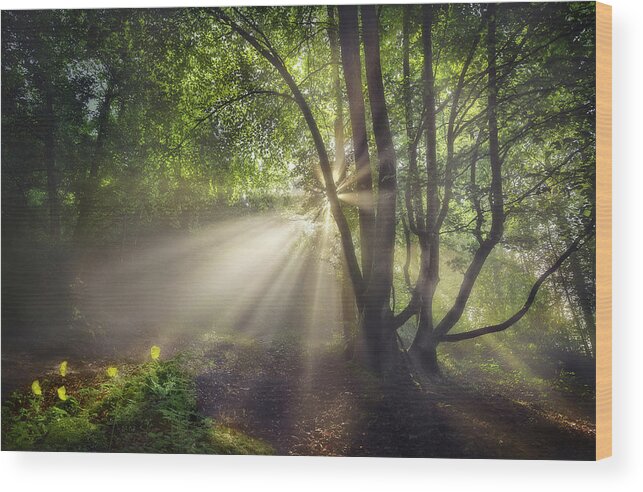 Landscape Wood Print featuring the photograph The Morning Light by Fran Osuna