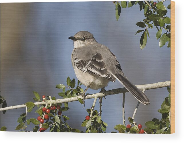 Eastern Mockingbird Wood Print featuring the photograph The Night Singer by Jim E Johnson