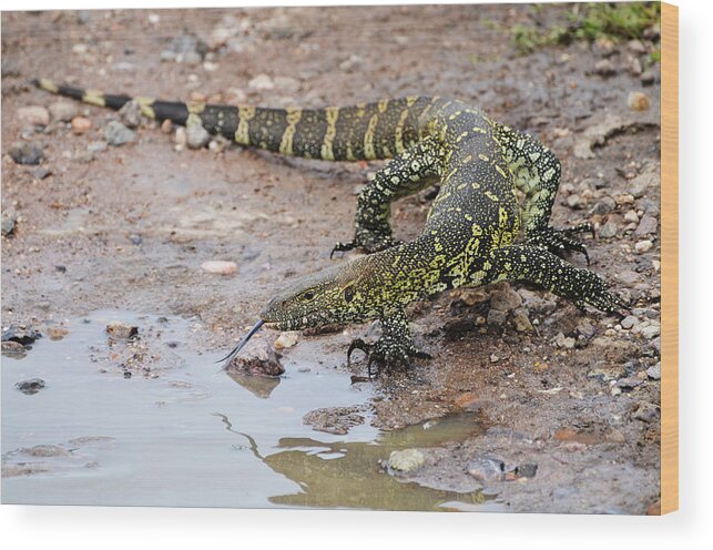 Tanzania Wood Print featuring the photograph The Nile Monitor Lizard Showing The by Volanthevist