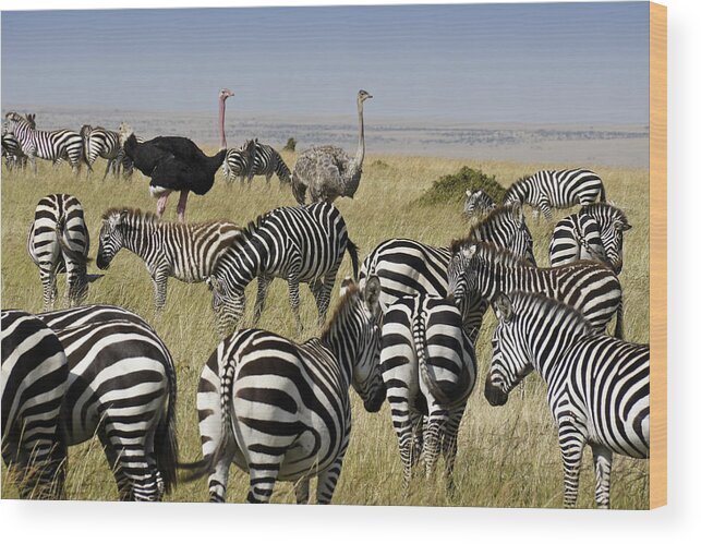 Africa Wood Print featuring the photograph The Odd Couple by Michele Burgess