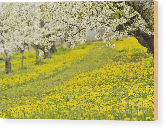 Blossoms Wood Print featuring the photograph The Orchard Path by Marilyn Cornwell