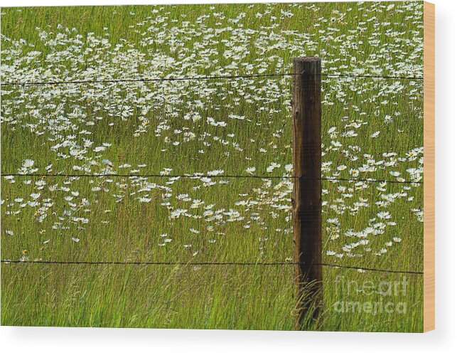Flowers Wood Print featuring the photograph The Other Side by Jim Garrison