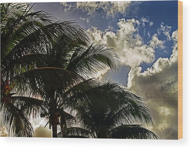 Nassau Wood Print featuring the photograph The Palm Before the Storm by Bill Swartwout