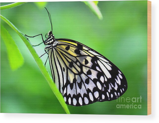 Butterfly Wood Print featuring the photograph The Paper Kite or Rice Paper or Large Tree Nymph butterfly also known as Idea leuconoe by Amanda Mohler