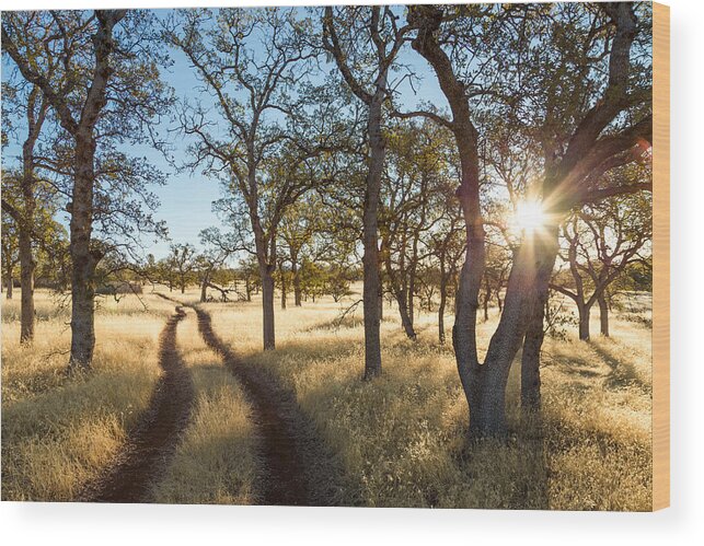 Chico Wood Print featuring the photograph The Path by Lee Harland