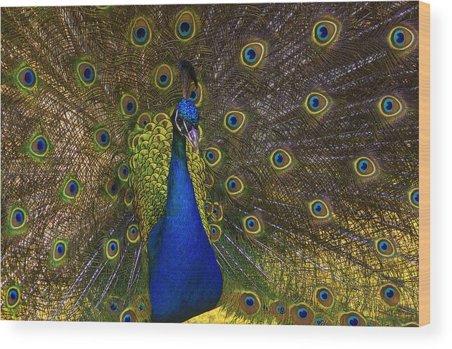 Peacock Wood Print featuring the photograph The Peacock by Anthony Davey