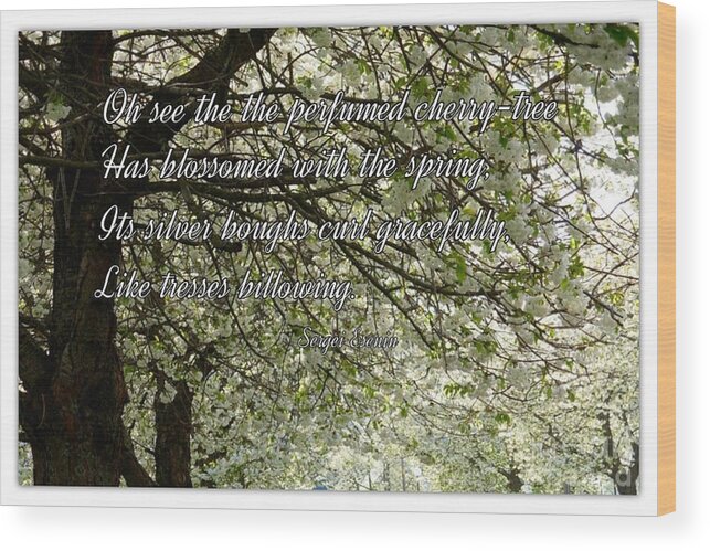 Blossoms Wood Print featuring the photograph The Perfumed Cherry Tree 1 by Joan-Violet Stretch
