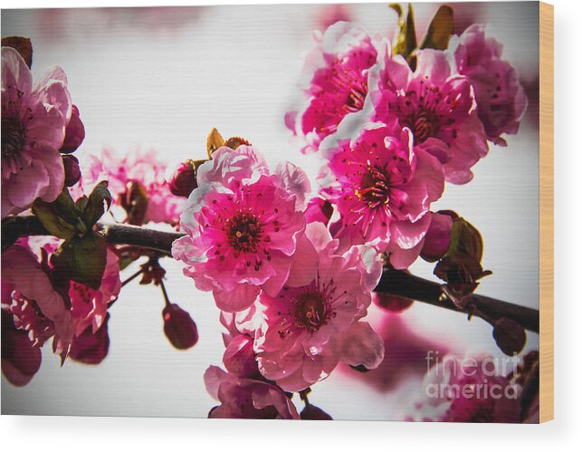 Flowering Trees Wood Print featuring the photograph The Pink Flowering Tree by Robert Bales
