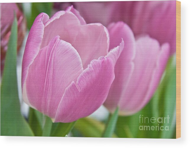 Flowers Wood Print featuring the photograph The Pink Tulips by Terri Morris